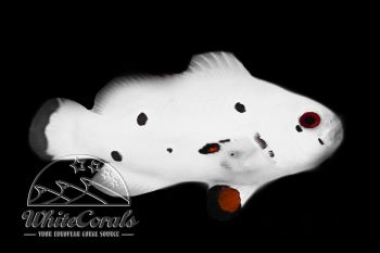 Amphiprion ocellaris - Platinum Storm Clownfish